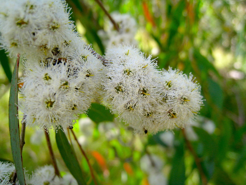 Eucalyptus_radiata_flowers_2_Creative Commons